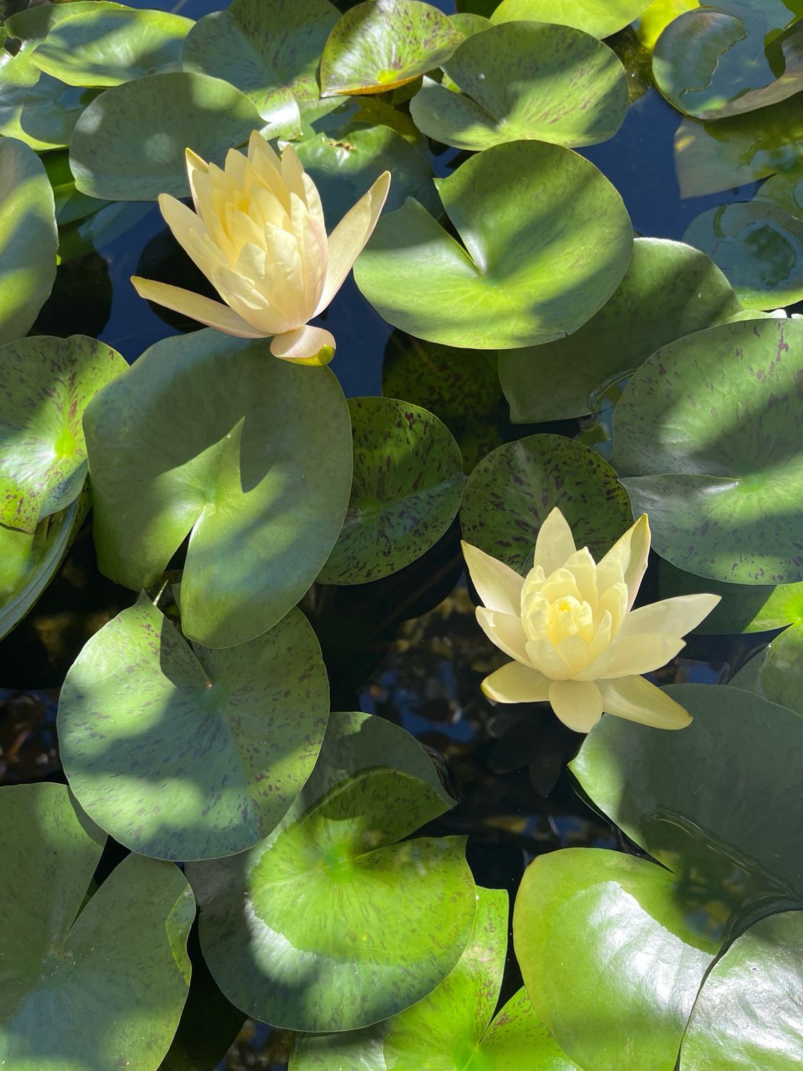 Hardy Water Lily: Texas Dawn