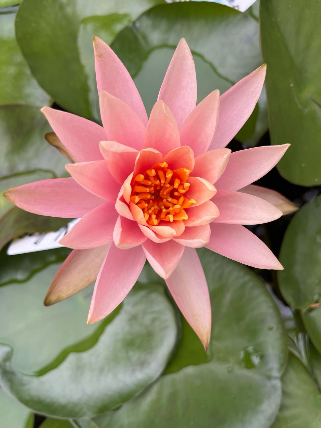 Hardy Water Lily: Colorado