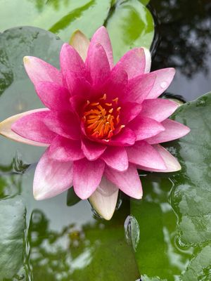Hardy Water Lily: Meteor