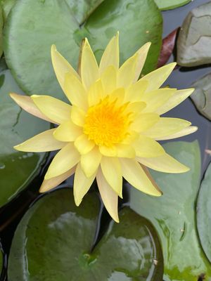 Hardy Water Lily: Sri Bangpra