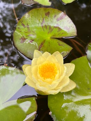 Hardy Water Lily: Chromatella