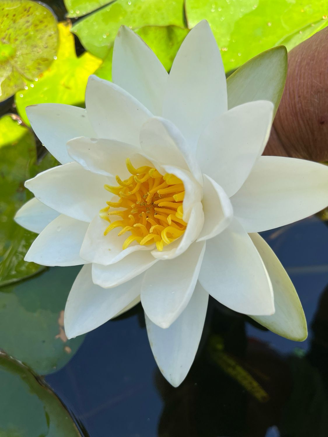 Hardy Water Lily: Virginalis