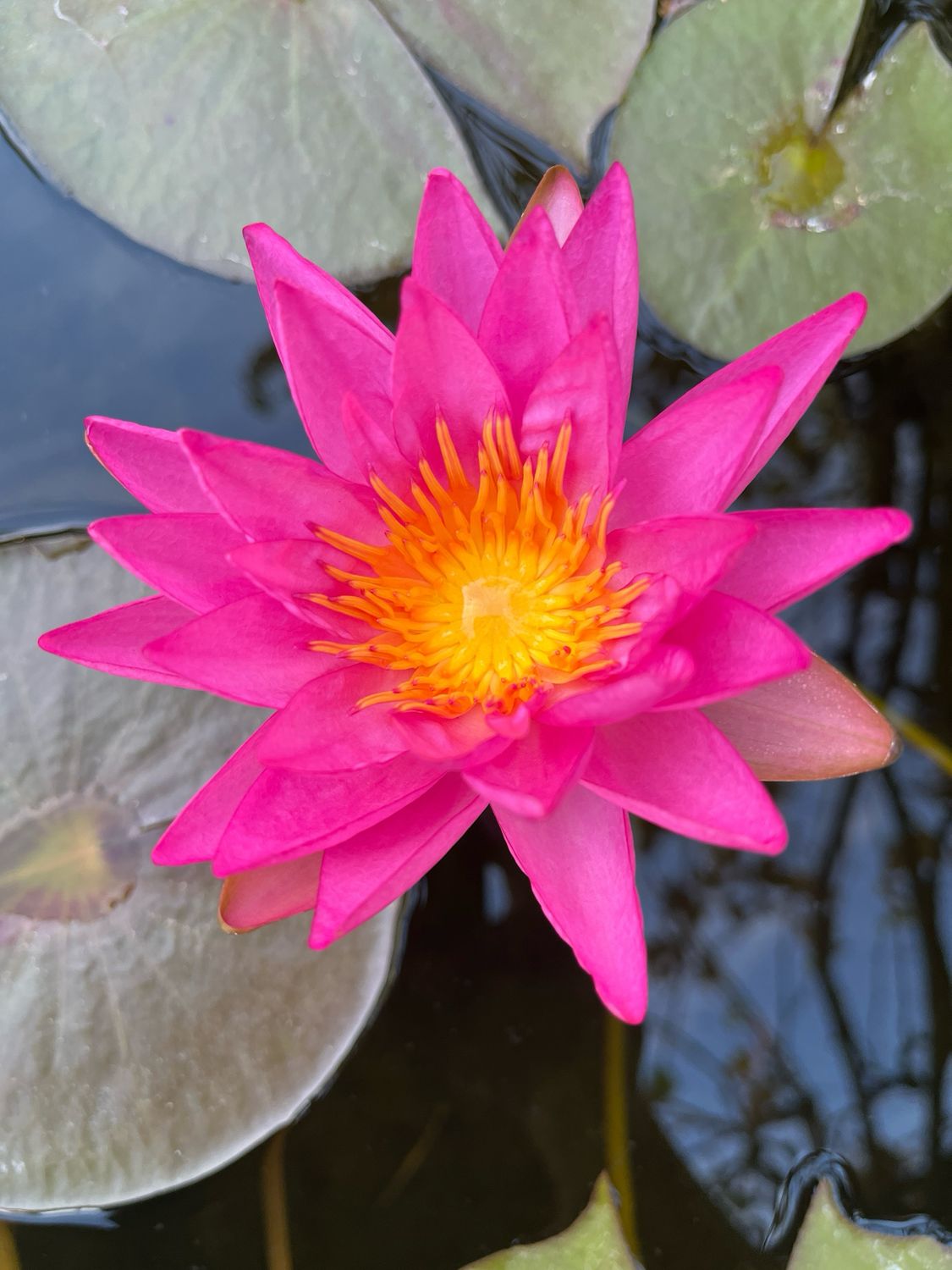 Hardy Tropical Water Lily: Tropic Star