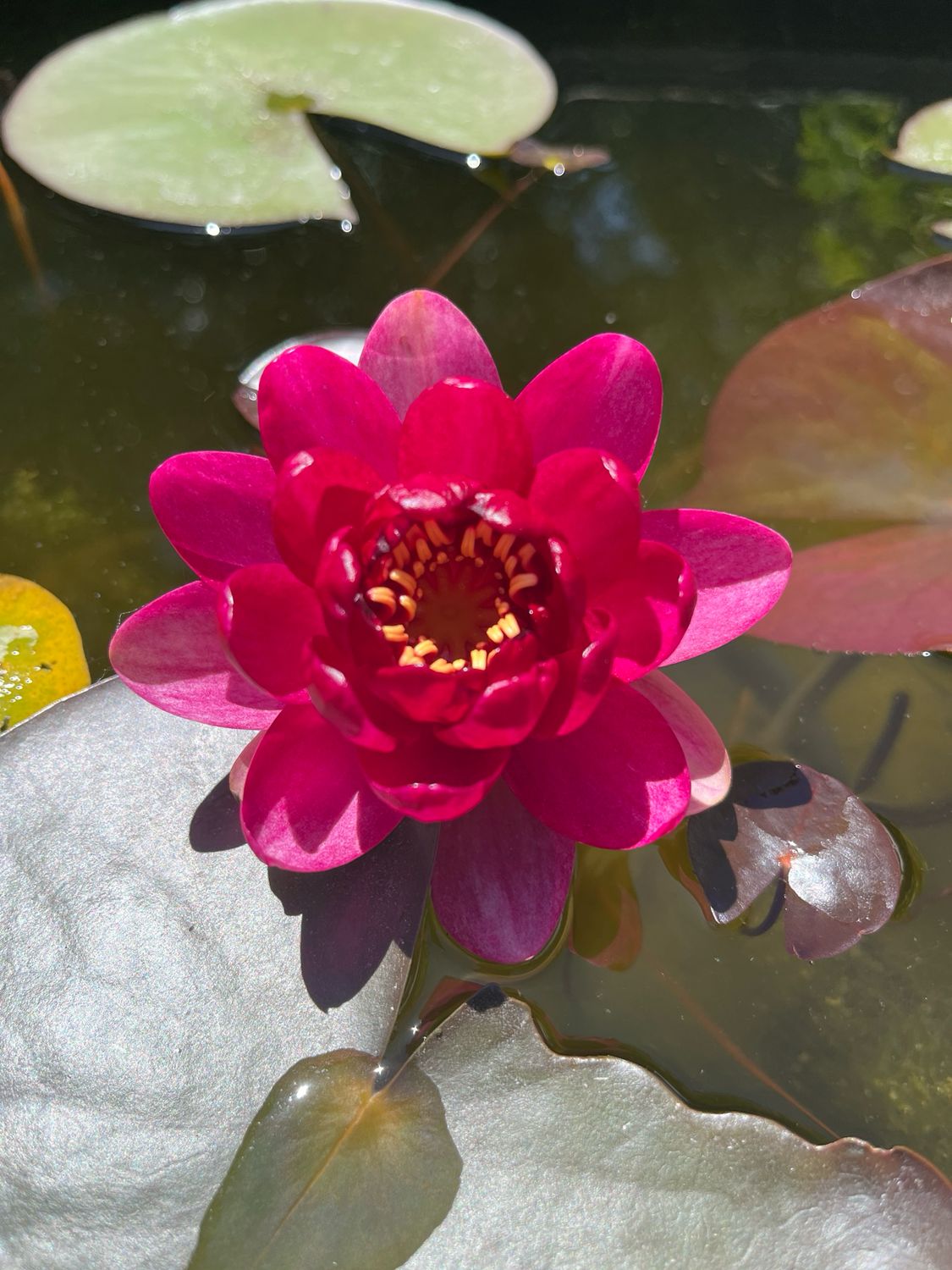 Hardy Water Lily: Baby Red