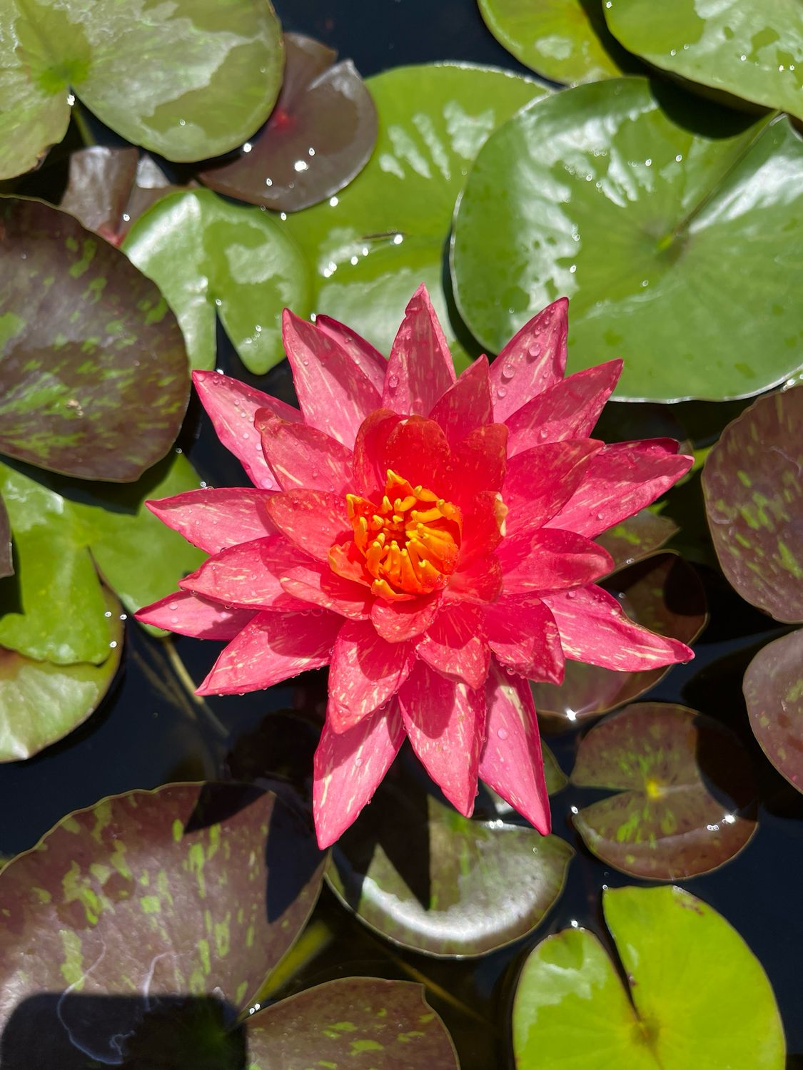 Hardy Water Lily: Wanvisa