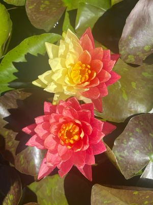 Hardy Water Lily: Wanvisa