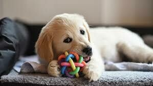 Puppy