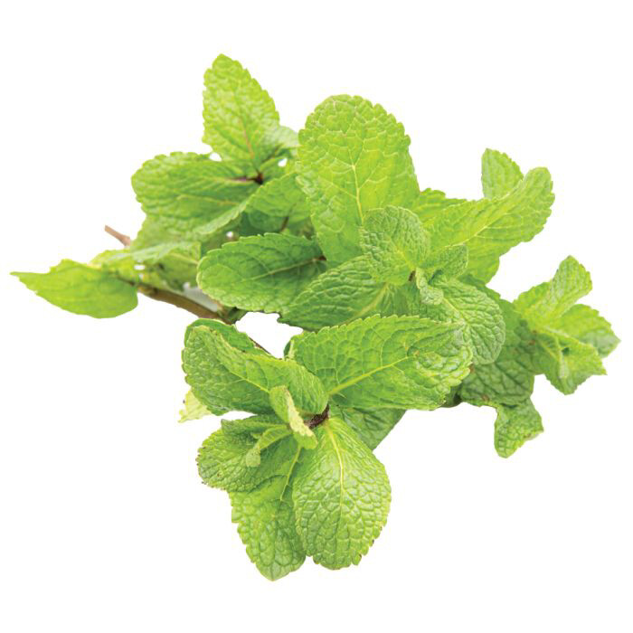 Mint 20 Bunches