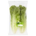 Cos Romaine Lettuce 2
