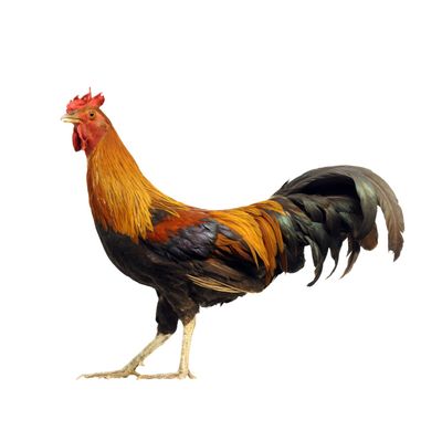 Mischungsvorschläge Hühner