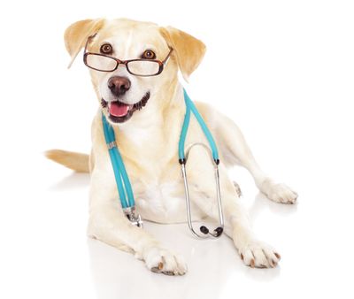 Mischungsvorschläge Hunde