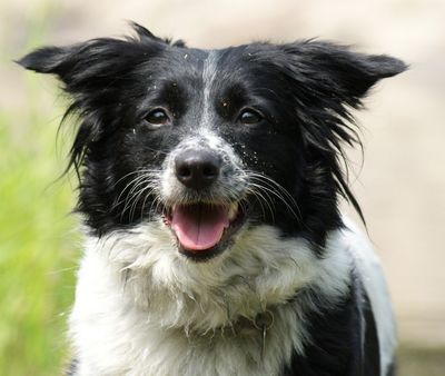 Mischungsvorschläge Hunde