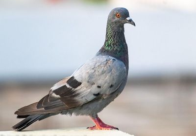 Mischungsvorschläge Brieftauben