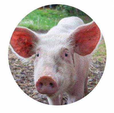 Mischungsvorschläge Schweine