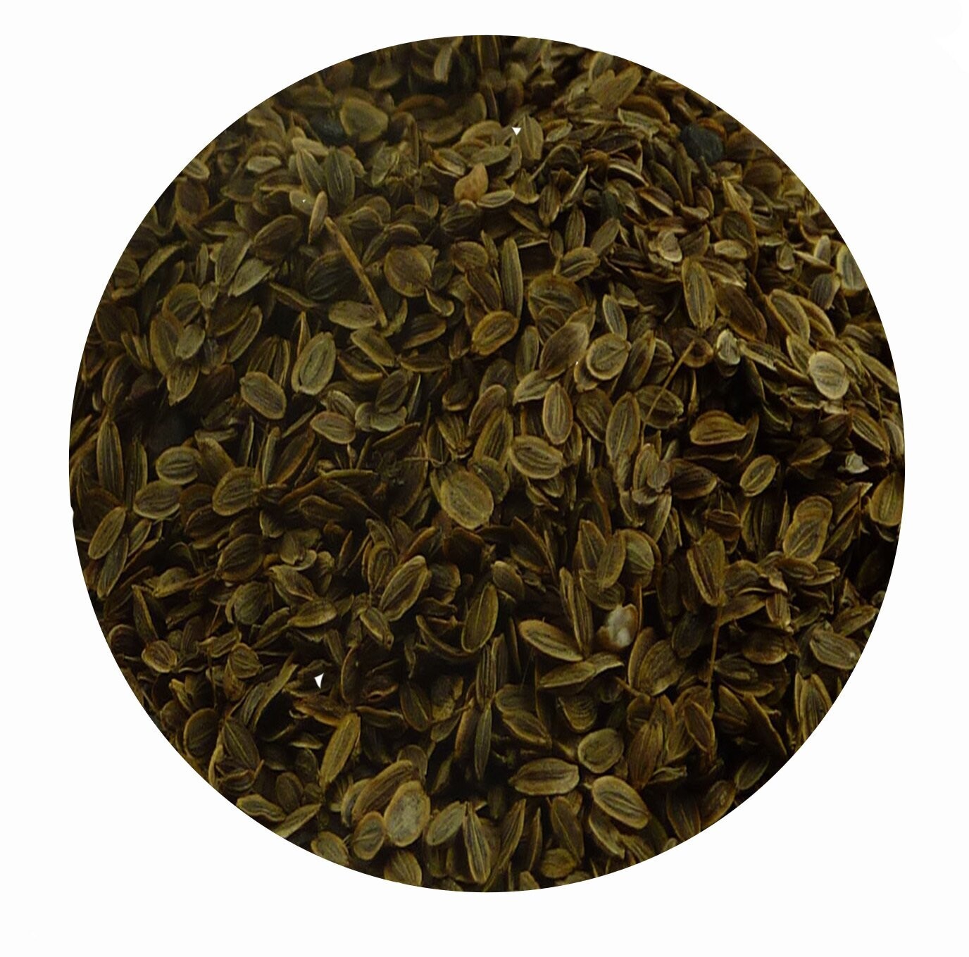 Dillsaat/ Dillsamen ganz für Pferde