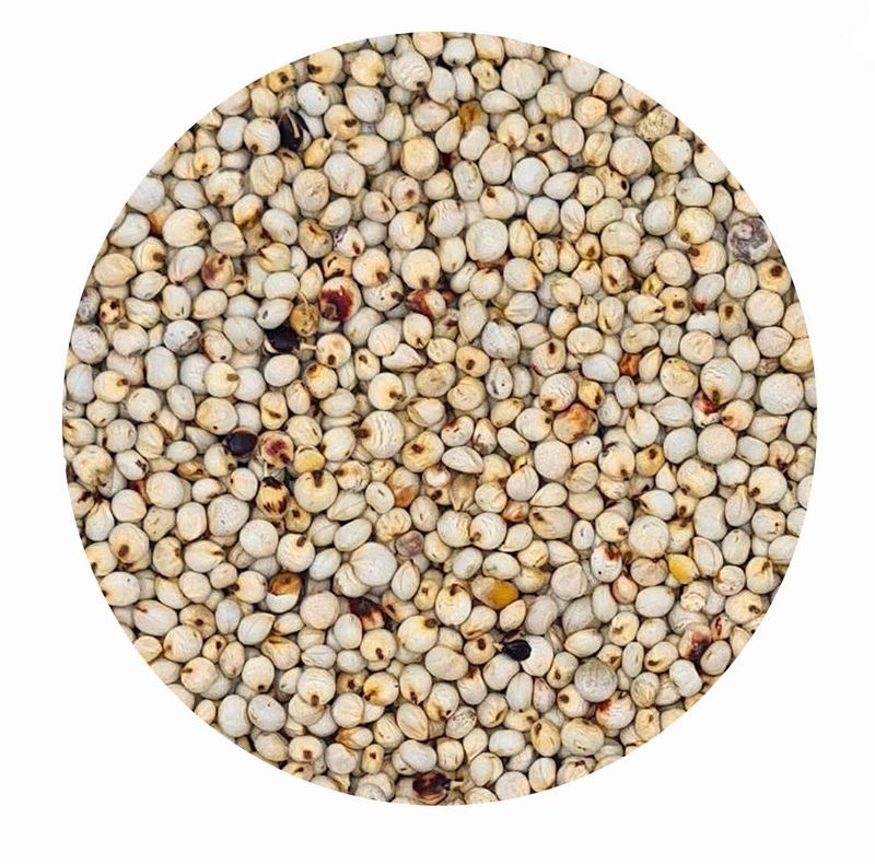 Sorghum Hirse (Dari, weiß) für Pferde