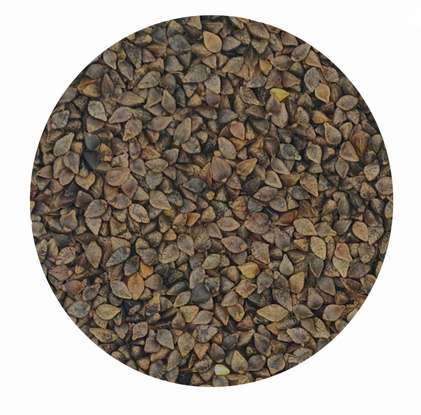 Buchweizen ganz für Pferde Buchweizen ganz für Pferde