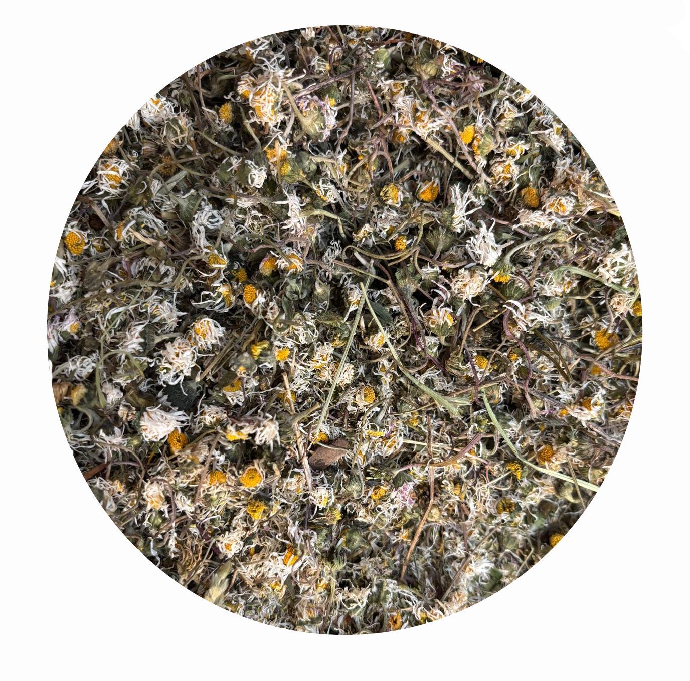 Gänseblümchen für Pferde