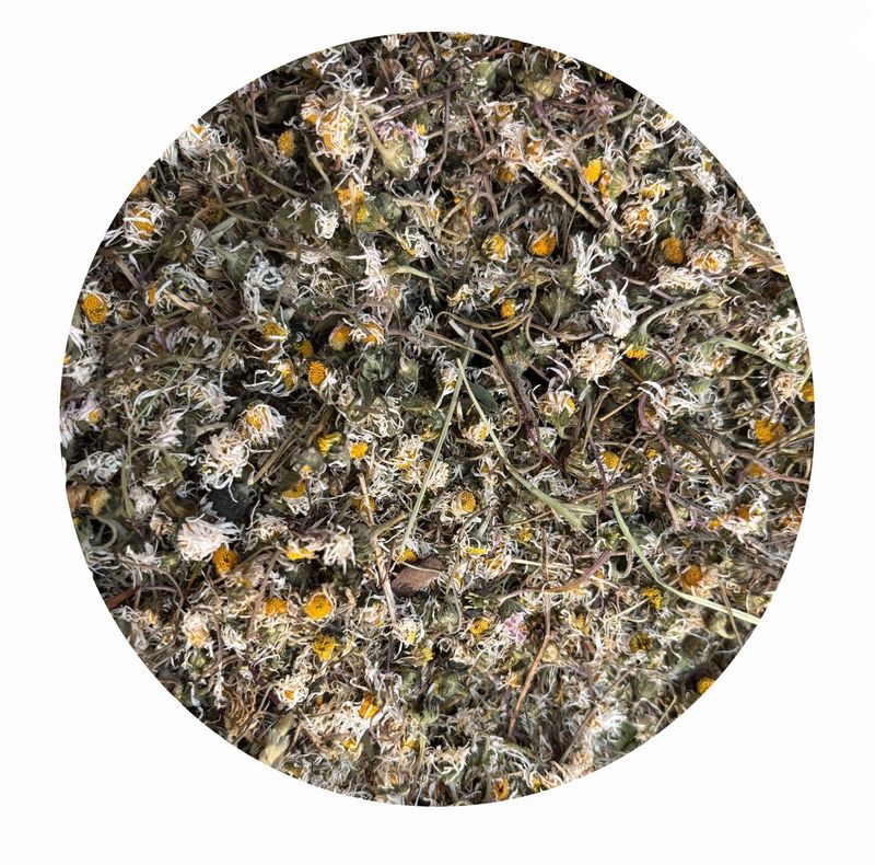 Gänseblümchen für Pferde