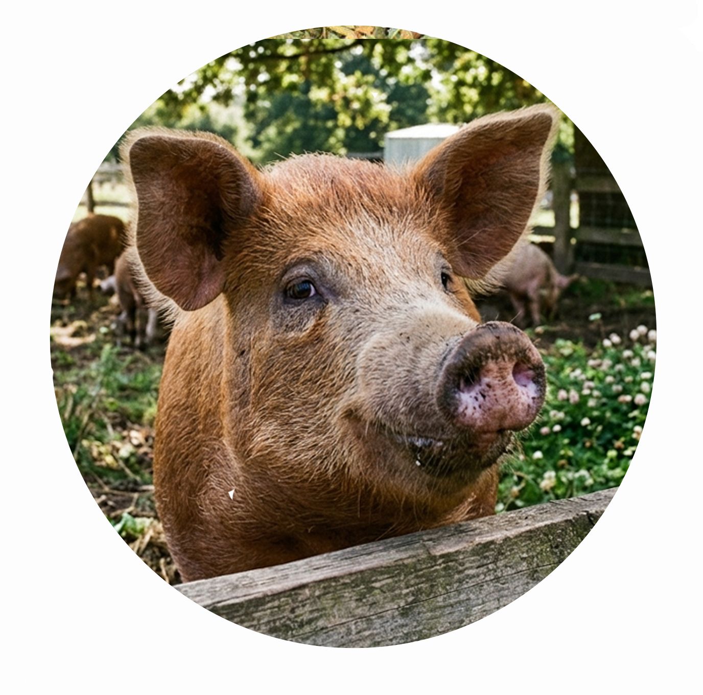 Omega Kräuter Haut&Fell Mix HFS1 für Schweine