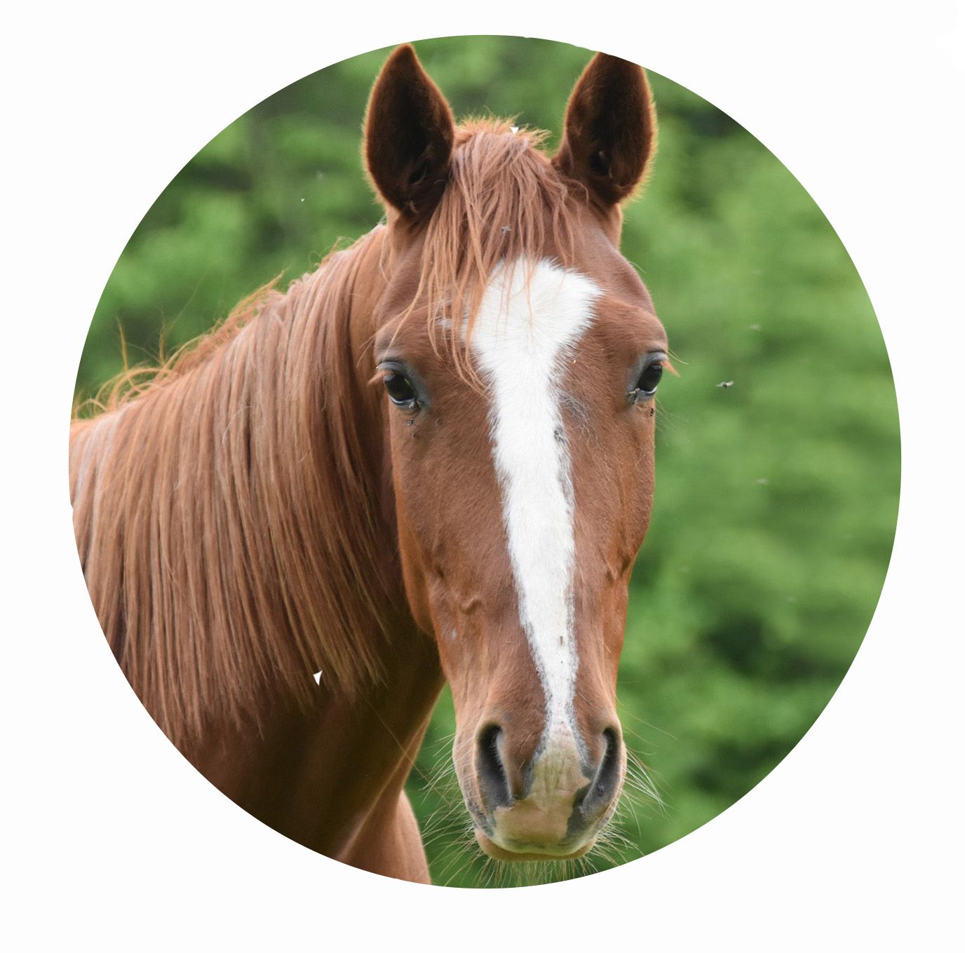 Omega Kräuter Arthrose Mix AR3 für Pferde
