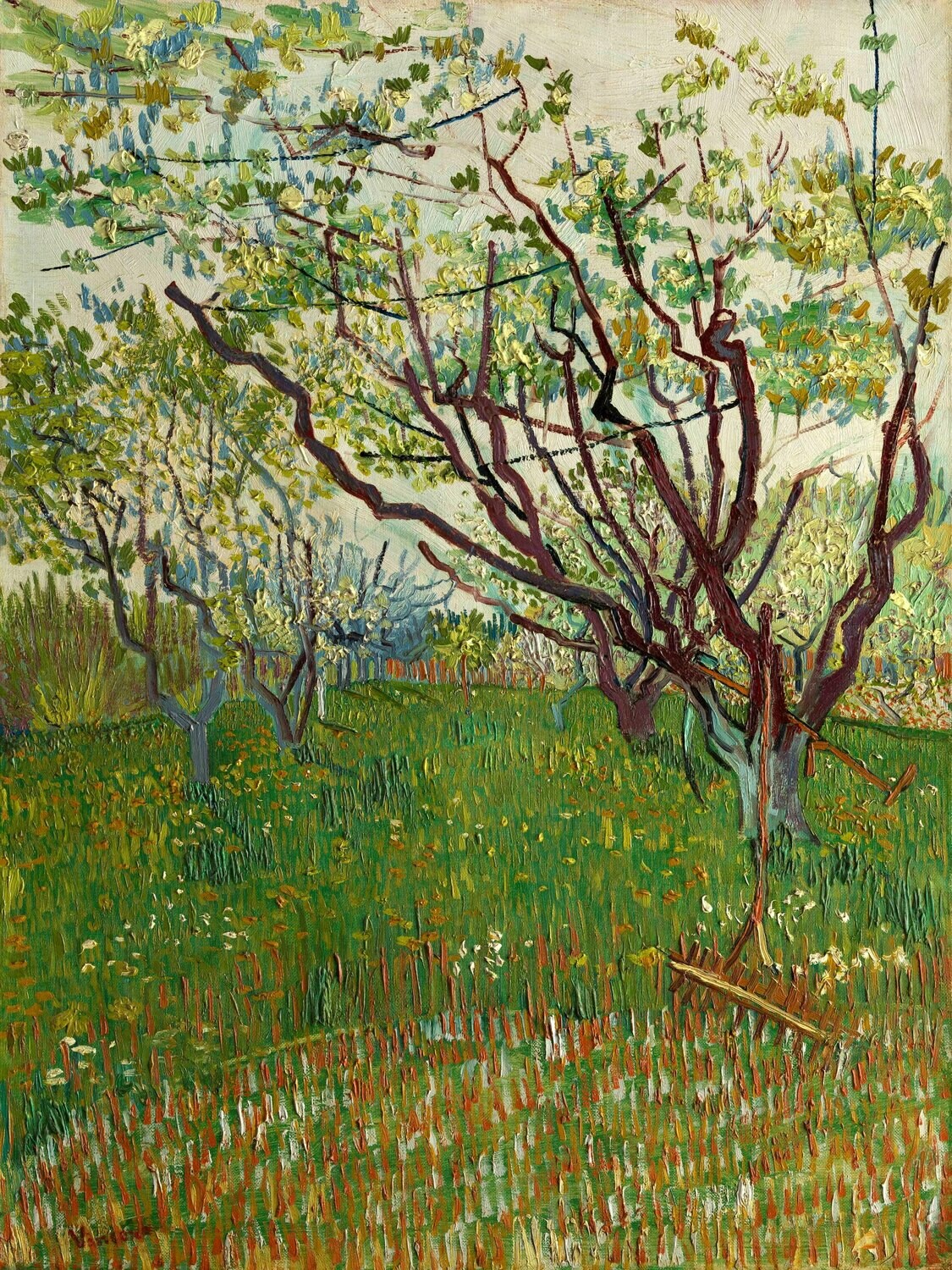 Vincent van Gogh | The Flowering Orchard