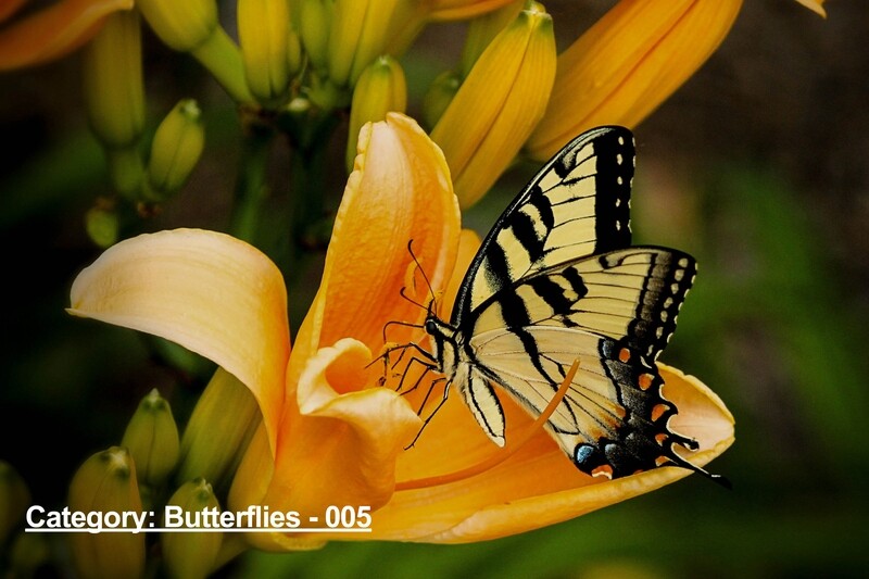 Butterflies Scenery Images Placemats single or double sided 12 x 18 | Choose from hundreds of stock design images.