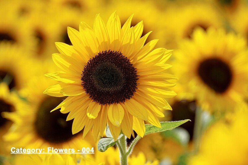 Flowers Scenery Images Placemats single or double sided 12 x 18 | Choose from hundreds of stock design images.
