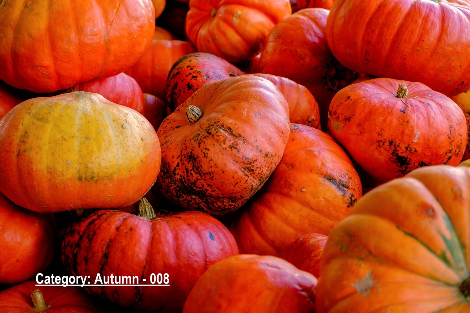 Autumn Scenery Images Placemats single or double sided 12 x 18 | Choose from hundreds of stock design images.