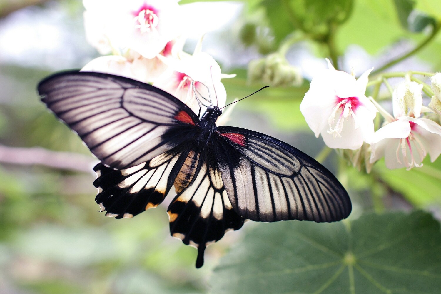 Butterfly Scenery Placemats single sided 12 x 18