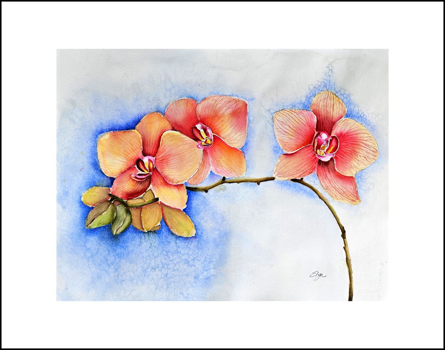 Greenhouse Orchids at Planting Fields - Elyn Coyle Watercolor Artist