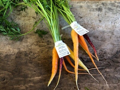 Certified Organic Blue Sky Multi-color Baby Carrots