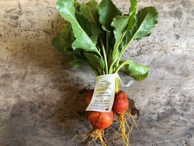 Certified Organic Blue Sky Gold Baby Beets