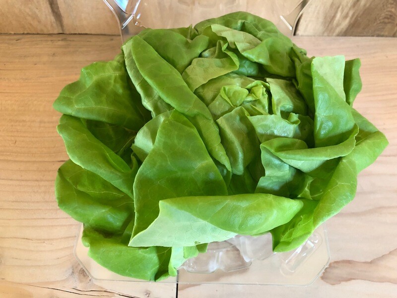 Local Hydro Bibb Lettuce ~ 1 head