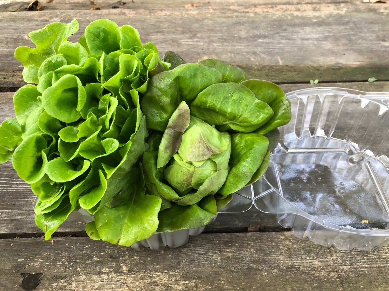 Local Baby Lettuce ~ 2 heads