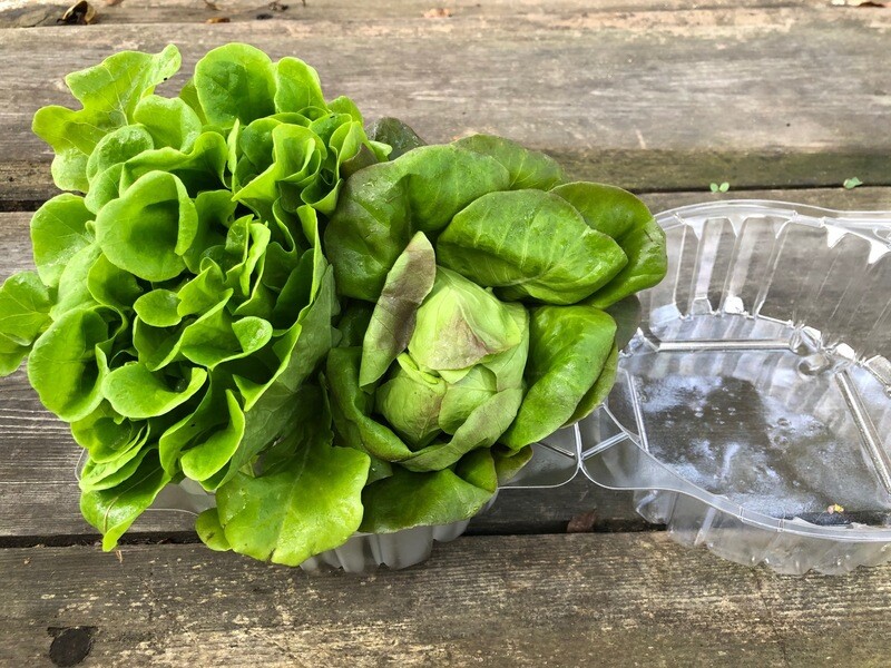 Local Baby Lettuce ~ 2 heads