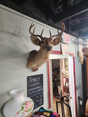 Deer mount -