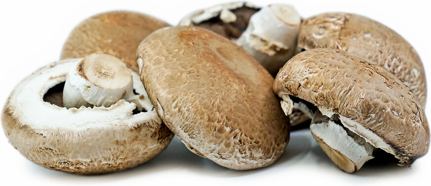 Mushroom Portabella 5#