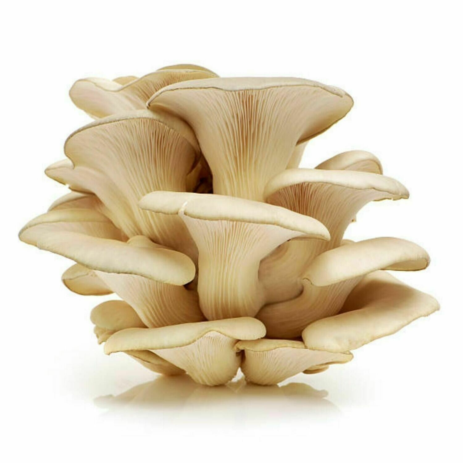 Mushrooms, 3# Oyster