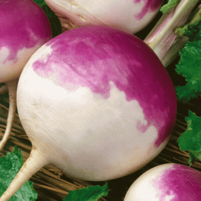 Turnip, Purple Top 25#