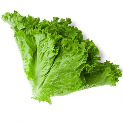 Lettuce, Green Leaf