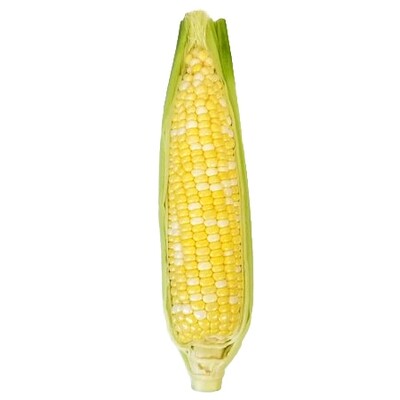 Corn   48ct