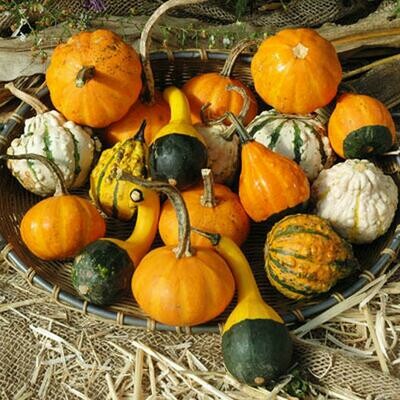 Gourds