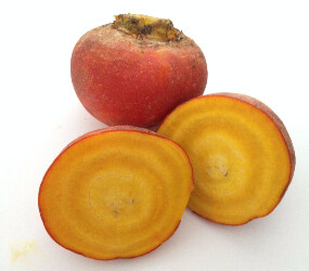 Beet GOLDEN   25#