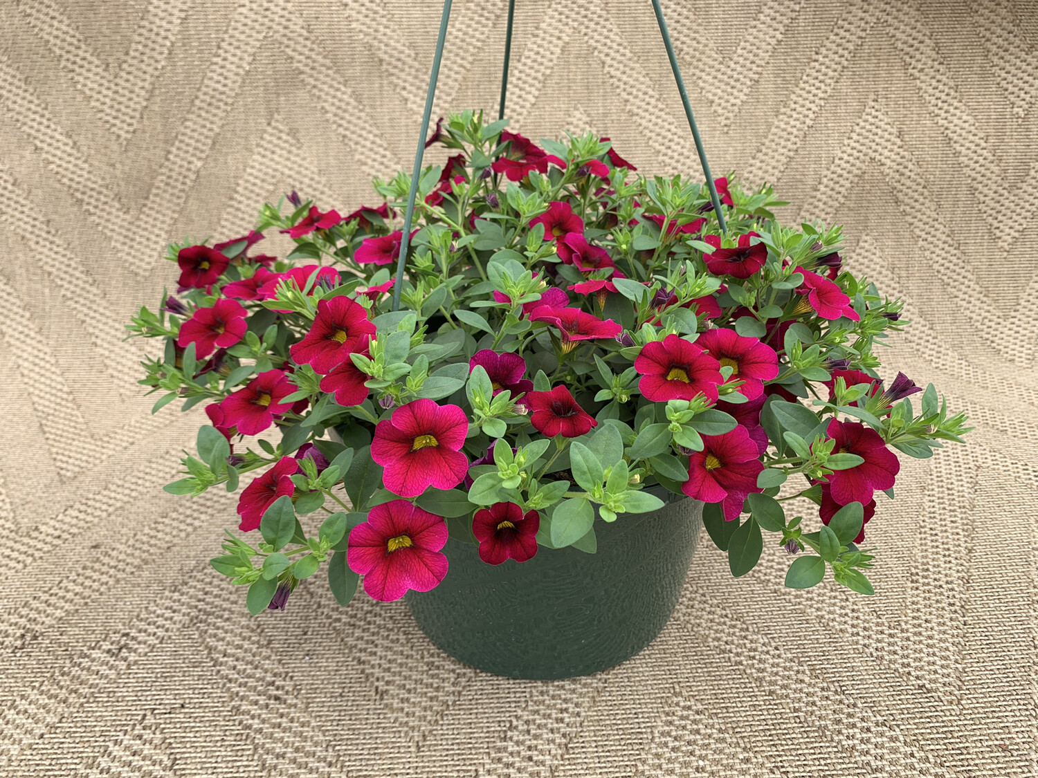 Calibrachoa Cherry Red - 10" Plastic Hanging Basket