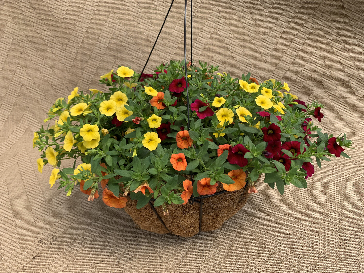 Calibrachoa Mixed: Dreamsicle, Cherry Red, Yellow - 14" Coco-Moss Basket