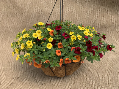 Calibrachoa Mixed: Dreamsicle, Cherry Red, Yellow - 14" Coco-Moss Basket