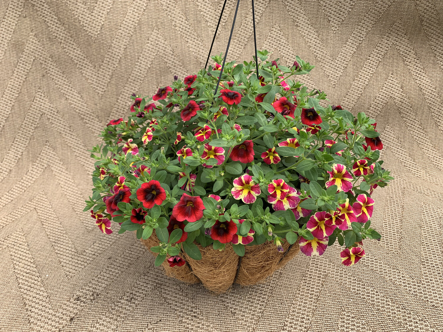 Calibrachoa Mixed: Pomegrante, Holy Moly - 14" Coco-Moss Basket