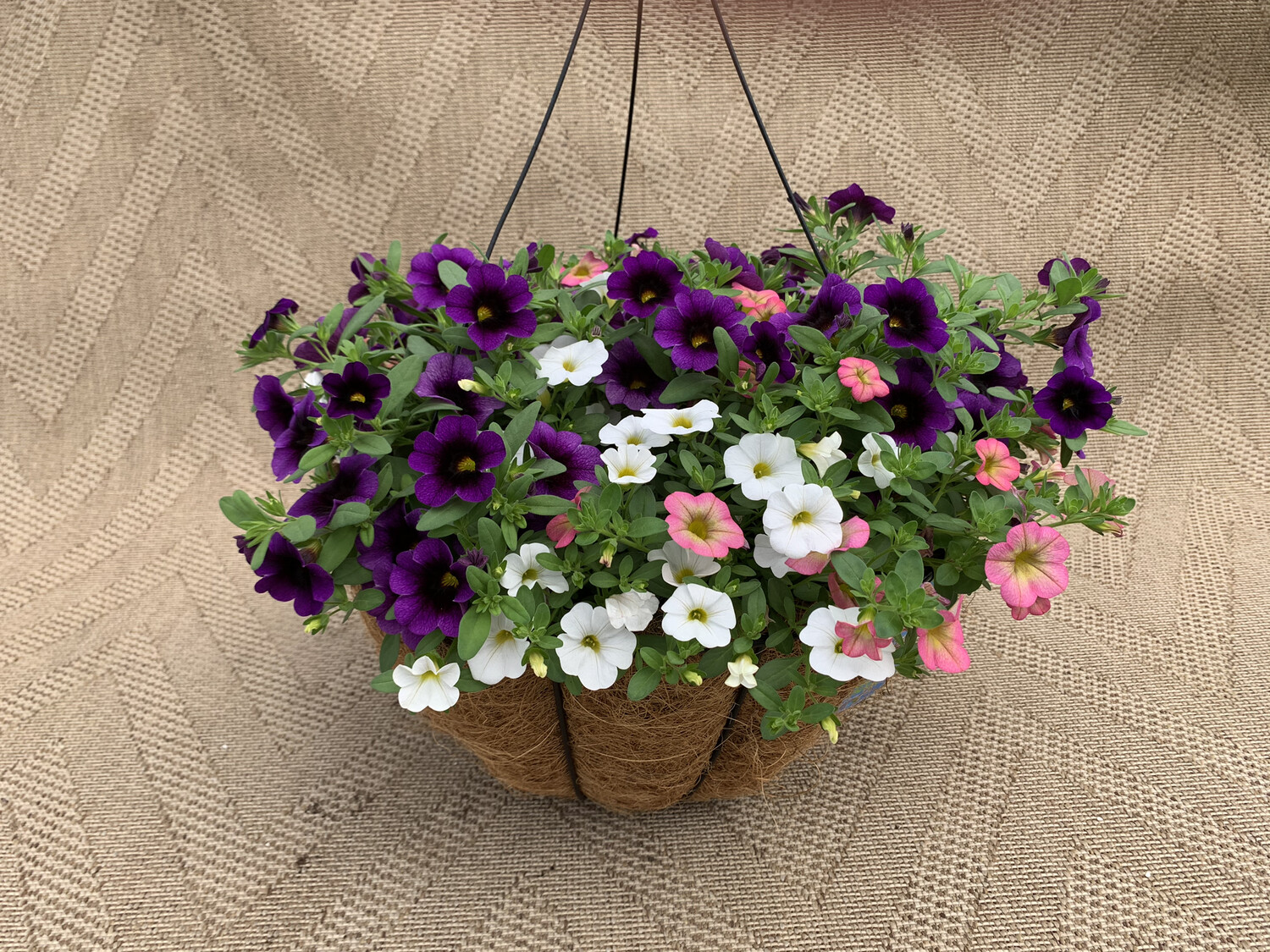 Calibrachoa Mixed: White, Honeybell, Grape Punch - 14" Coco-Moss Basket