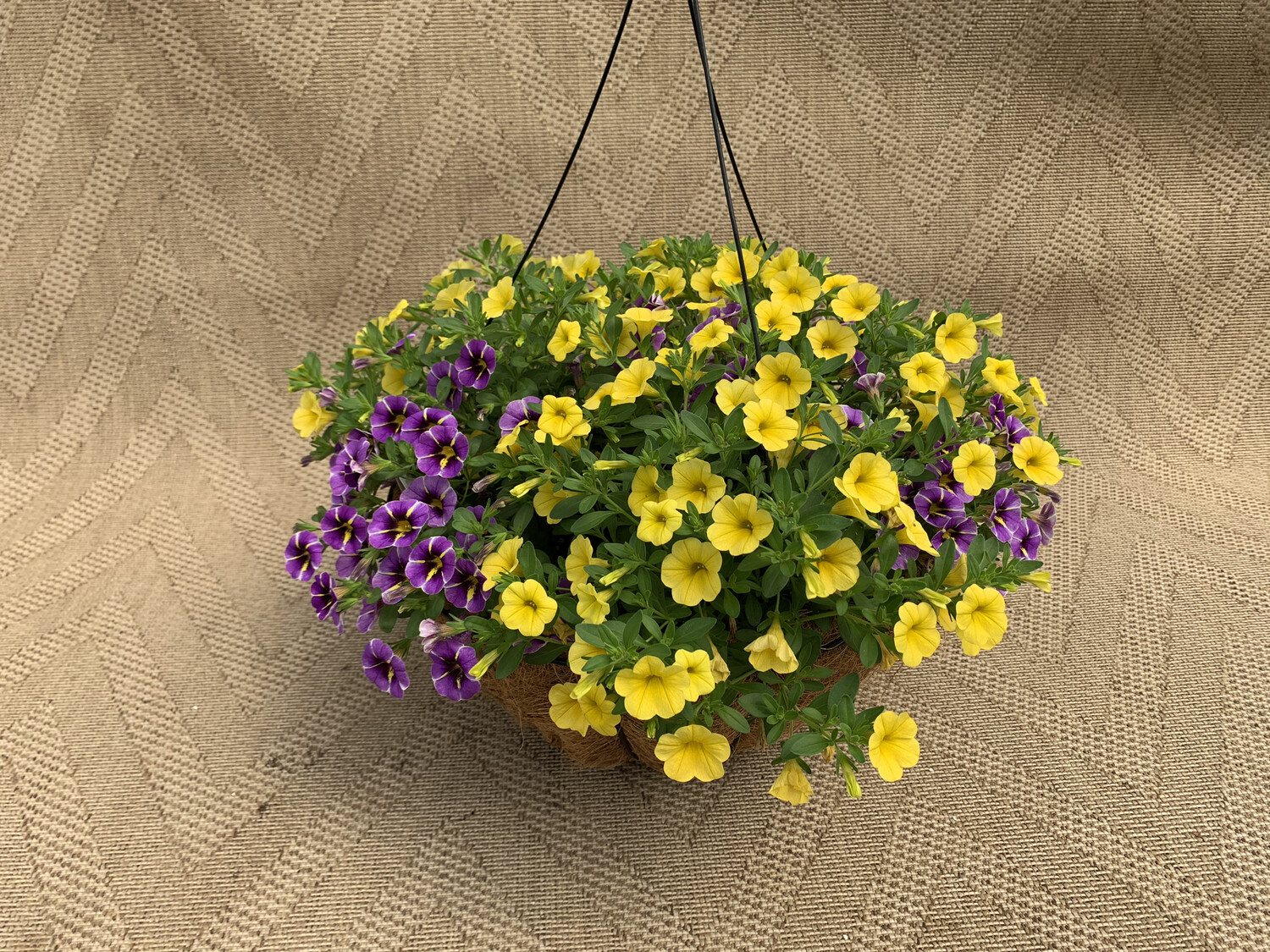 Calibrachoa Mixed: Evening Star and Yellow - 14" Coco-Moss Basket